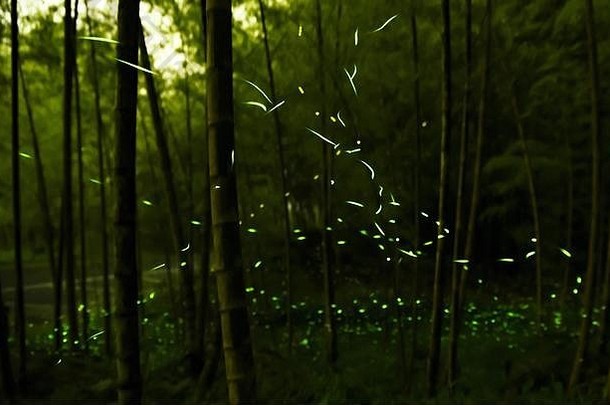 竹林萤火虫