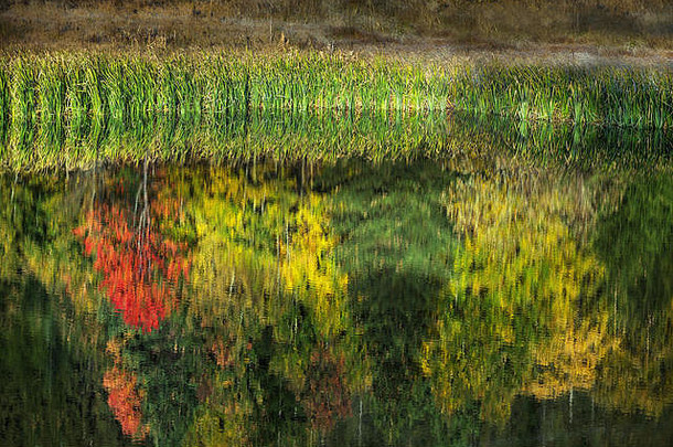 秋叶和五彩缤纷的树木倒映在水中，抽象的背景