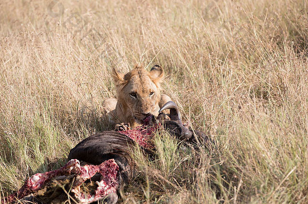 狮子羚羊的一种杀了坦桑尼亚非洲