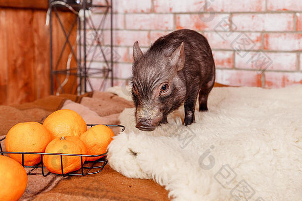 黑色迷你猪肖像。粉红色的小猪。有趣的迷你小猪和橘子，橘子。中国星座，2019年新年快乐。<strong>猪年</strong>，2019年的象征。拷贝空间