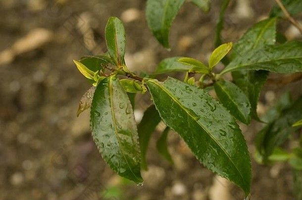 特写茶树的叶子。常见的名称包括茶树、茶树和茶树。