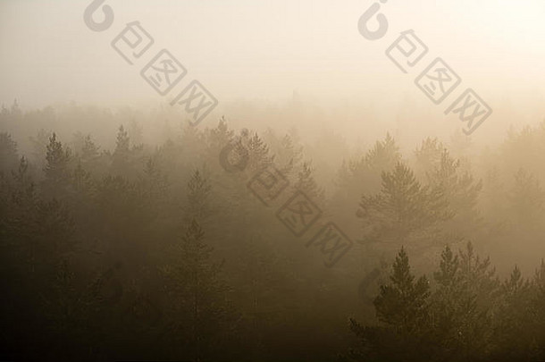 在树木上方壮丽的日出中，雾蒙蒙的森林尽收眼底。具有光线和镜头光斑效应的远地平线