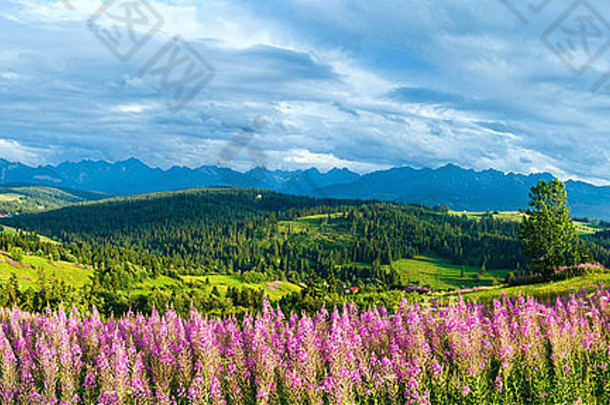 夏日傍晚的山村郊区，前面是粉红色的花朵，后面是塔特拉山脉（格利扎罗·戈尔尼，波兰）