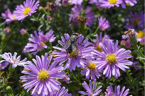 苍蝇在浅紫色的花上喝花蜜。昆虫给花授粉。