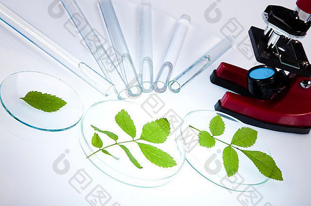 实验室中装有植物的实验室玻璃器皿