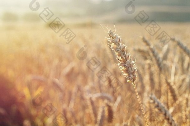 突出麦田的一个孤立的麦穗。清晨的日出。