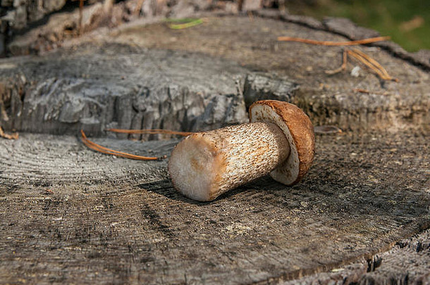 收获秋天令人惊异的可食用的<strong>蘑菇棕色</strong>（的）帽牛肝菌属牛肝菌属badius<strong>蘑菇</strong>自然木背景