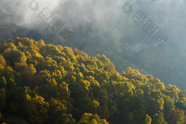 雾蒙蒙的山区树木图片