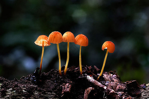 从木材中长出来的一群黄色蘑菇