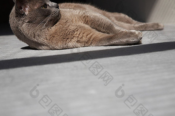 猫铺设地板上阳光