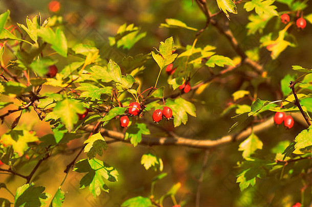 在一个阳光明媚的日子里，秋天森林里的灌木丛里，成熟的山楂浆果