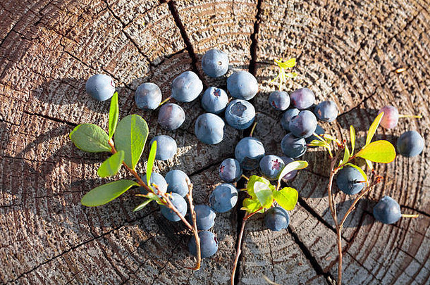 老树桩<strong>上新</strong>鲜成熟的蓝莓。森林里<strong>夏日</strong>阳光明媚。