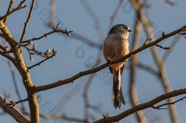 长尾山雀在冬末和春天栖息在树上。