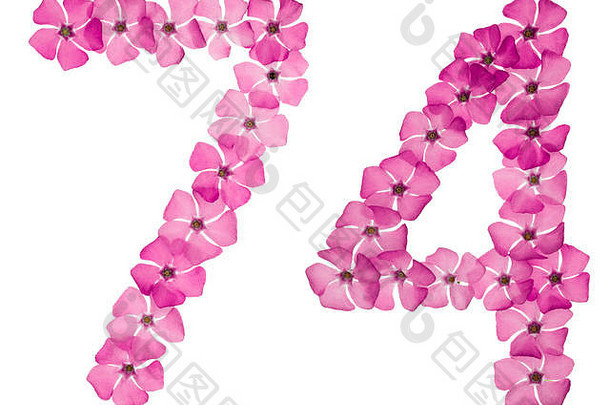 数字74，74，取自长春花的天然粉红色花朵，在白色背景上分离