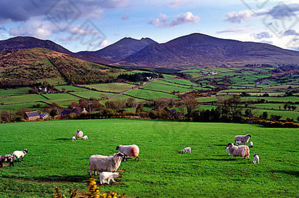 绵羊和羔羊<strong>哀</strong>悼山望向斯莱夫·伯纳格，北爱尔兰<strong>哀</strong>悼
