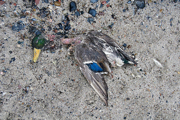 鸭被谋杀的鸟流感