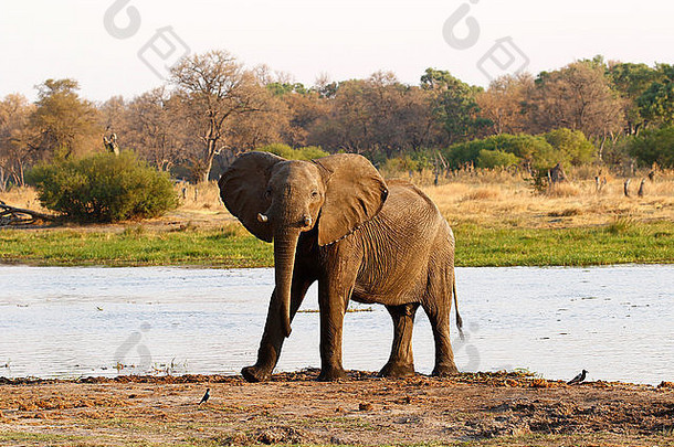 非洲丛林象是我们现存最大的陆生动物，在整个非洲都是一种非常聪明的野生物种