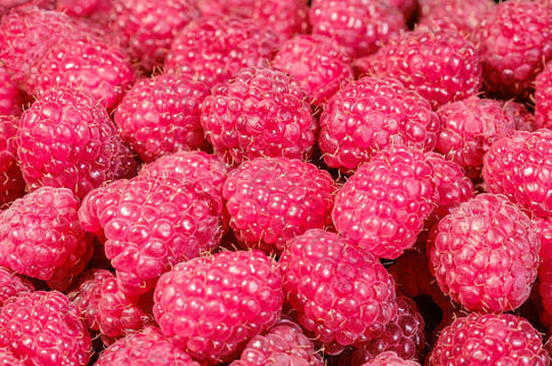 成熟和新鲜的树莓，甜的红色树莓，浆果食物背景。