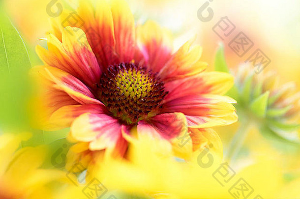 夏季盛开的红色和黄色毛毯花的特写图片