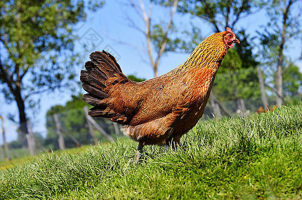 传统自由放养家禽农场的鸡只
