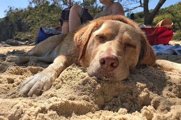 一只金色的拉布拉多十字面包狗在澳大利亚金色海滩温暖的阳光下安静地睡觉。