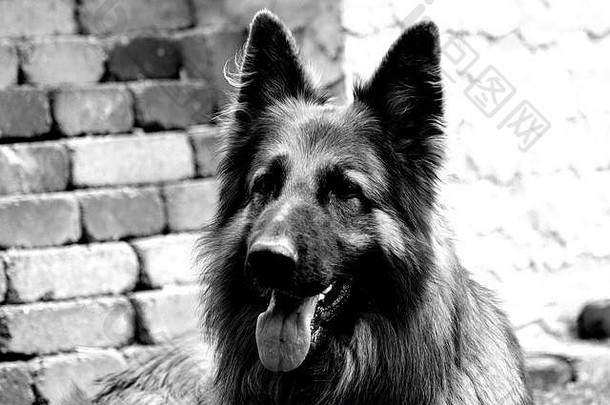 黑与白可爱的几何摘要艺术黑色的喜怒无常的有创意的狗狗德国牧羊犬housedog宠物