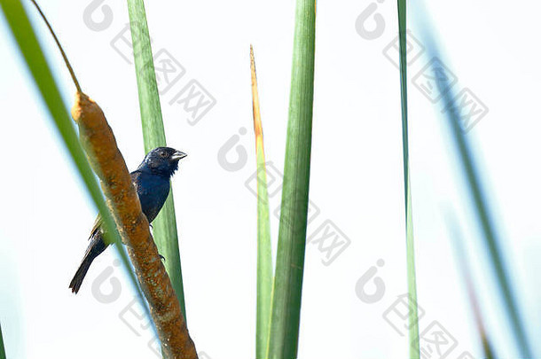 <strong>蓝黑色</strong>的格拉斯基特（Volatinia jacarina），详细描绘了栖息在植被树枝上的自然栖息地中的个体。
