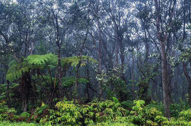 夏威夷大岛上的热带雨林。地面植被郁郁葱葱；上面是贫瘠的树木。背景是暴雨带来的薄雾。