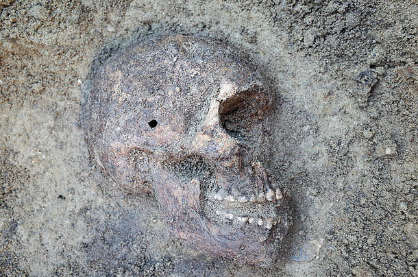 考古发掘，骨骼和头骨仍半埋在地下