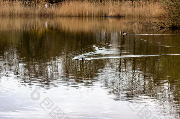 英国天气宜人，下午在柴郡威尔姆斯洛的公园散步，公园里有一个叫林多公湖的小湖