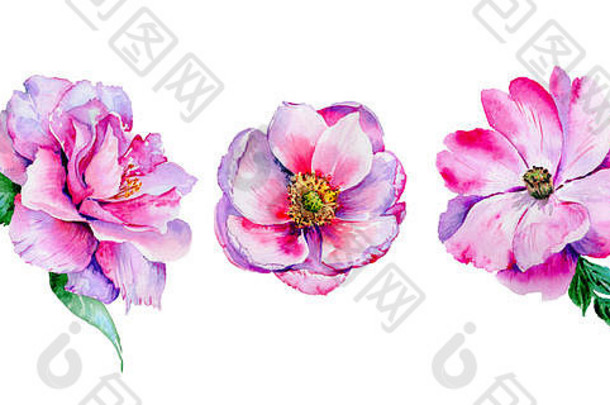 野花茶是一种水彩风格的玫瑰花。