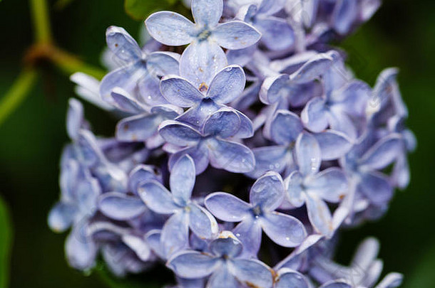 紫丁香，特写。淡蓝色的丁香花。蜡质花瓣在被雨水淋湿时像瓷器。