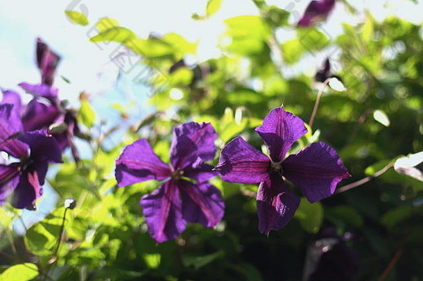 村庄花园里紫色的铁线莲花和美丽的夏日阳光