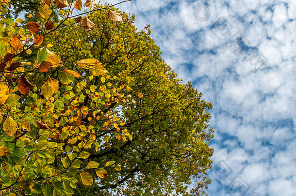 这张照片拍摄于中秋树下，树叶映衬着蔚蓝多云的天空