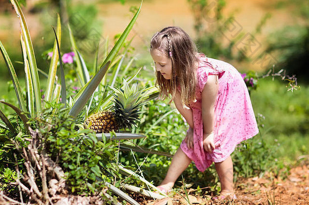 孩子菠萝水果种植园女孩看菠萝成长孩子们水果农场亚洲异国情调的水果场菠萝果园
