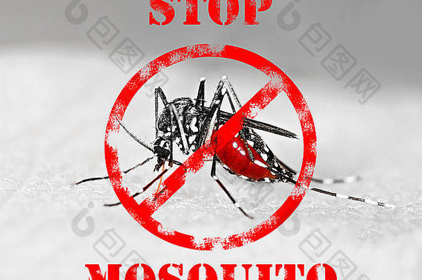 充满血液的虎蚊（白纹伊蚊），一种在欧洲传播外来疾病的外来物种