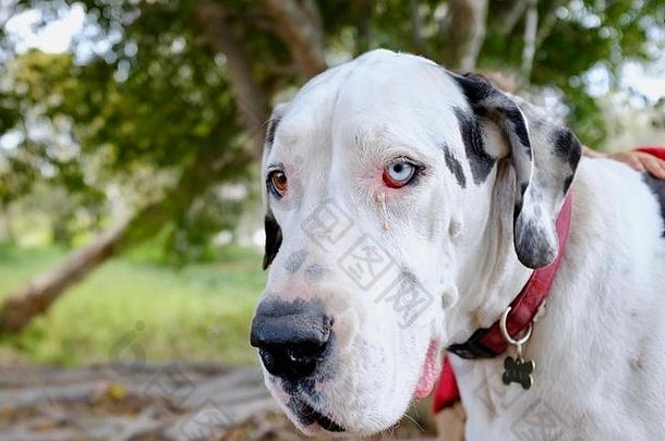 澳大利亚昆士兰州拉斯穆森4815，罗斯河上的布鲁纳步道，黑白相间的异色大丹犬
