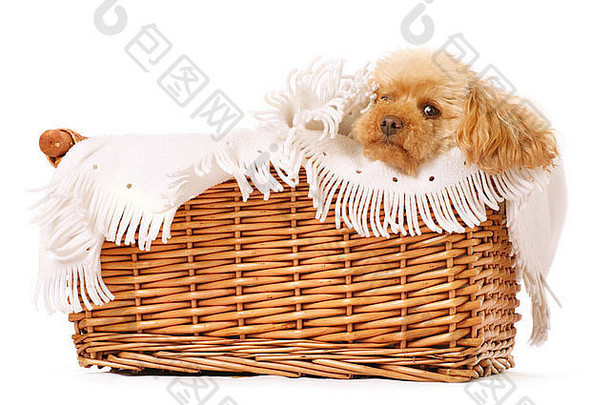 玩具卷毛狗被放在一个篮子里，里面有舒适的毯子