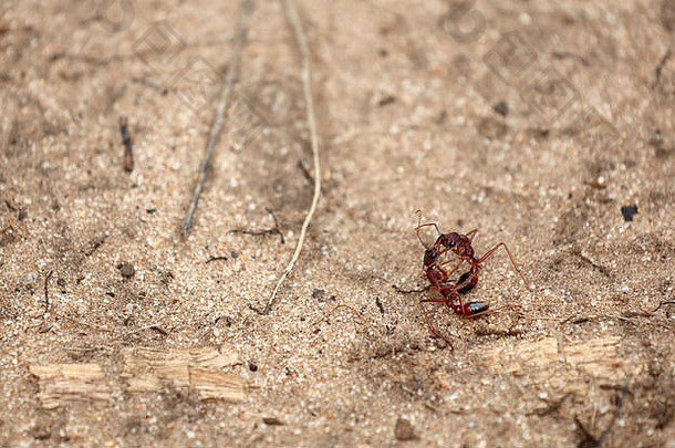 战斗蚂蚁澳大利亚