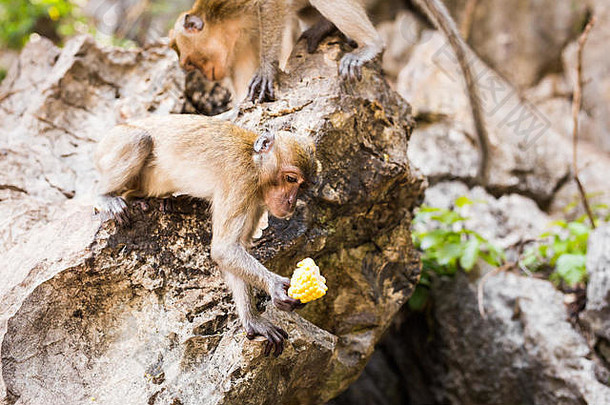 猴子坐着吃香蕉