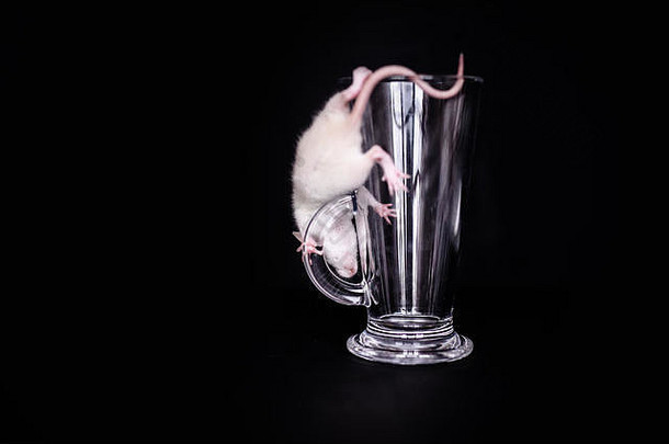 可爱的小白鼠在杯子里为cuppuchino。黑色背景。