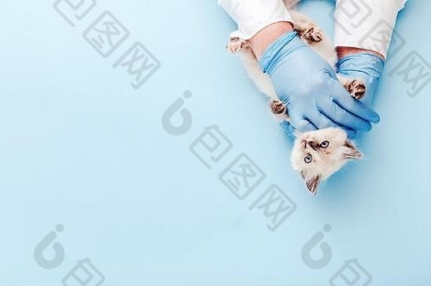 小猫兽医检查白色小猫医生手颜色蓝色的背景小猫宠物检查疫苗接种兽医动物诊所健康