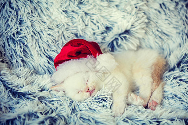 睡觉小猫穿圣诞老人老人他小猫了毛茸茸的毯子