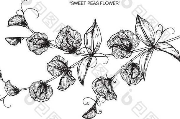 甜豌豆花绘画插图。黑白线条艺术。