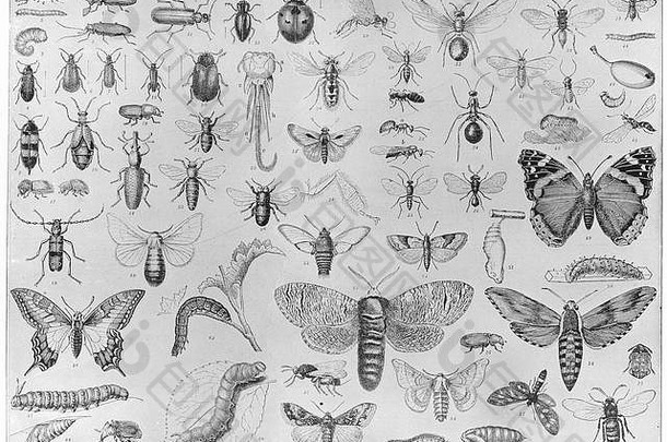 昆虫学：甲虫瓢虫蝴蝶毛虫蛾蜜蜂黄蜂象甲，1907年