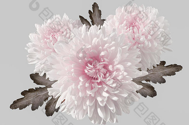 三朵白色带粉红色的菊花，叶子近距离排列，背景为浅灰色。以花卉为重点的色彩艺术形象