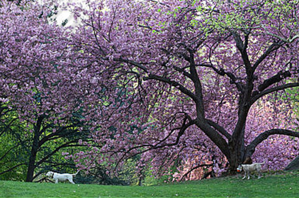 中央公园的春天，有日本樱桃树