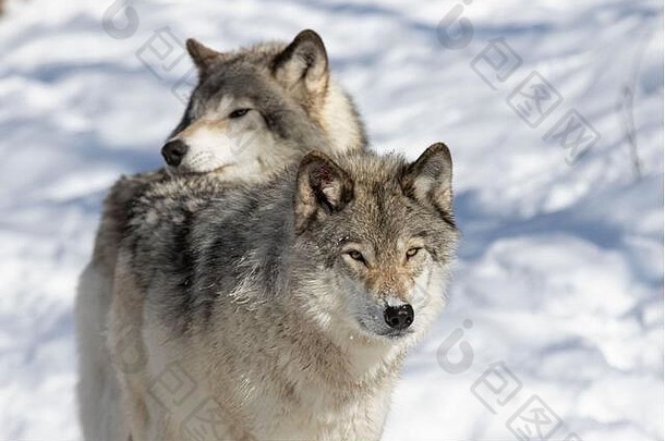 木材狼或灰狼犬狼疮，在白色背景下孤立，木材<strong>狼群</strong>站在加拿大的雪地里