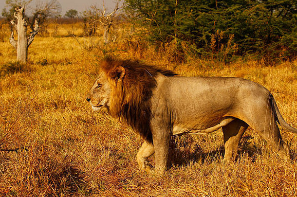 狮子是伟大的猎人和群居动物