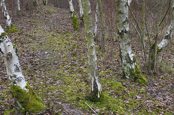 桦树树干显示天然林地树皮的图案和纹理